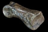 Struthiomimus Toe Bone - Montana #94763-2
